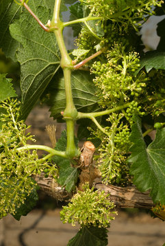 floraci&ograve;n de uva malbec