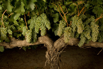uvas chenin blanc