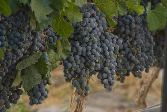 uva malbec