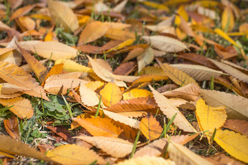 Beautiful colorful autumn leaves.