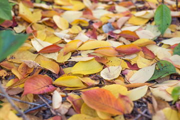 Beautiful colorful autumn leaves.