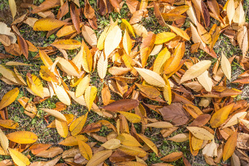 Beautiful colorful autumn leaves.