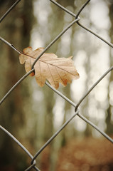Fall oak leaf in chain-link fence