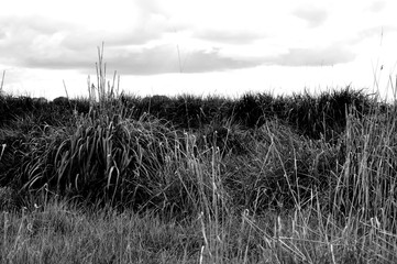 Grass in Black and White