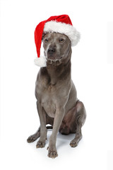 beautiful thai rifgbeck dog in christmas cap