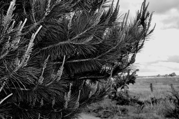 Pine Tree in Black and White