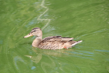 Mallard On The Lake, William Hawrelak Park, Edmonton, Alberta