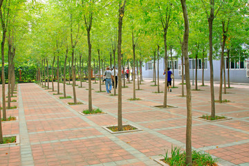 tourists walking in the woods of a park, China