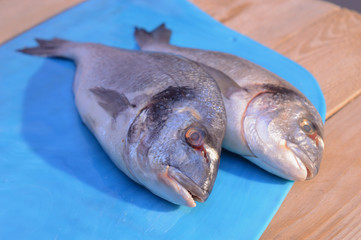 two dorado fish on a blue glass