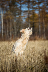 Naklejka na ściany i meble Portrait of funny and happy dog breed golden retriever jumping in the rye field and has fun in autumn