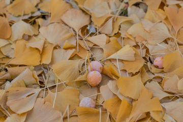 Ginko biloba leaves fallen on ground in Autumn