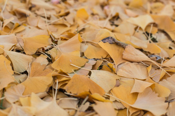Ginko biloba leaves fallen on ground in Autumn