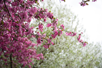 Japanese cherry blossom in spring