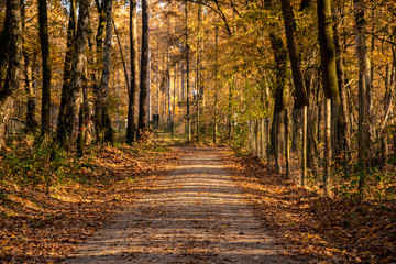 Dutch Forest Path in Autumn 02