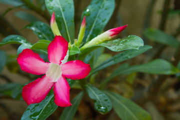 Pink flowers with water drop and green leaf ,Azalea flowers