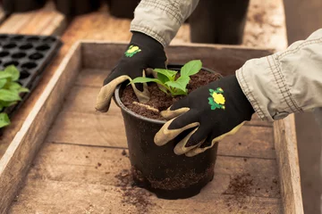 Foto op Plexiglas Concept gardening: Gardener is replanting dahlia in the greenhouse © Zanete