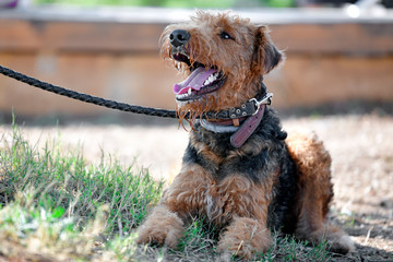 Airedale Terrier dog - puppy 11 month old.