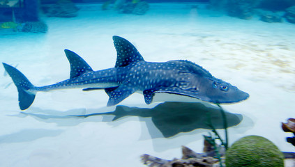 Bowmouth guitarfish. It has a flattened, almost flat body and broad pectoral fins. They are...