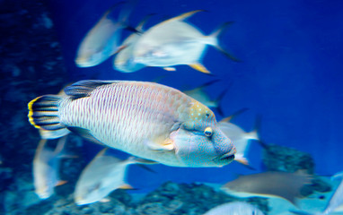Napoleon fish or Maori wrasse. Napoleon fish is one of the largest coral fish in the world and the largest representative of the wrasses family.