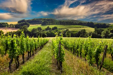 Foto op Plexiglas Beautiful vineyard at sunset. Travel around France, Bordeaux © Anton Petrus