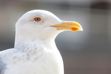 休息するカモメ