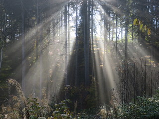 Sonnenstrahlen im Wald