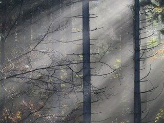 Sonne im Morgennebel