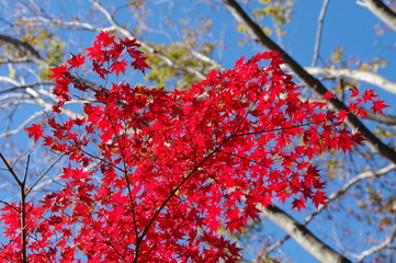 赤い紅葉