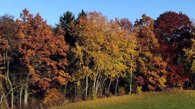 Landscape with autumnal colored trees