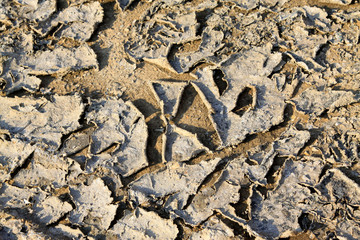 dry land