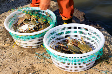 Artificial selection yellow crabs