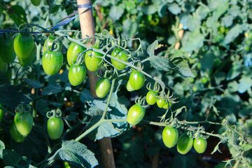 Green tomato on field