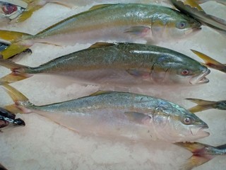 Fresh fish at food market