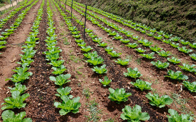 Fototapeta na wymiar Napa cabbage field 