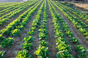 Fototapeta na wymiar Napa cabbage field 
