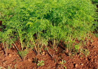 Carrot on field