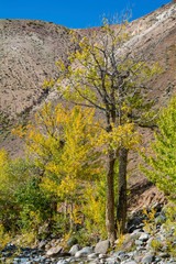 Poplar on the Bank of the Kyzyl-Chin river in the Altai mountains