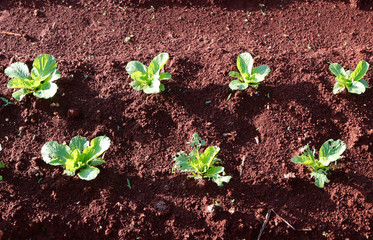 Napa cabbage field 