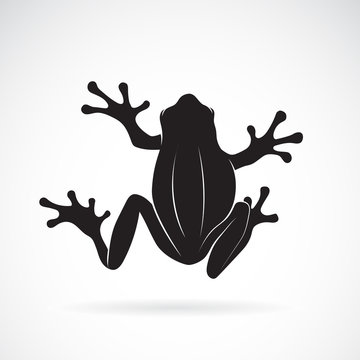 Vector of frog design on white background. Amphibian. Animal. Frog Icon. Easy editable layered vector illustration.