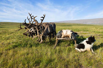 Reindeer sledding in the tundra on a sunny summer day. Yamal, Russia