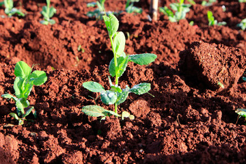 Young pea cultivating on field