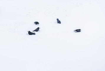 flock of black crows sitting in the snow, winter