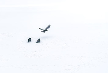 flock of black crows sitting in the snow, winter