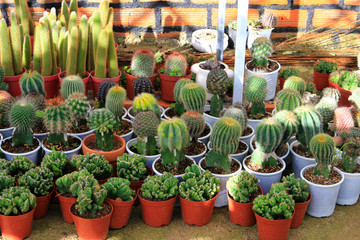 Cactus pots selling in market