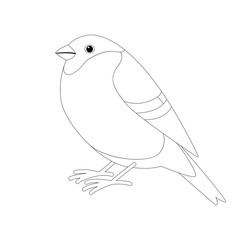 bullfinch bird , lining draw  ,profile
