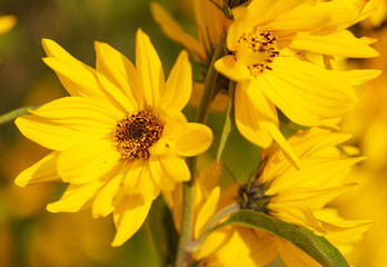 Beautiful yellow flower in the park
