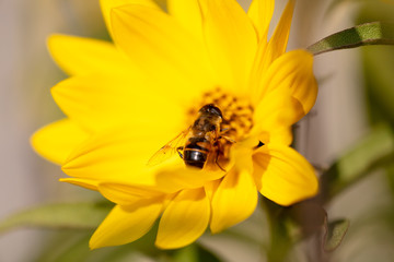 Bee collects honey on a yellow flower