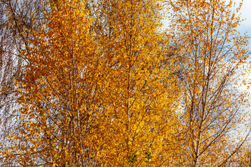 Leaves on the branches of a tree in autumn