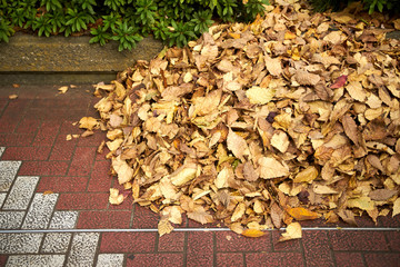 落ち葉・枯葉を集めた