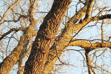 Winter tree branches at sunset light